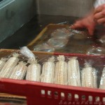 Quand la cuisson rime avec précision